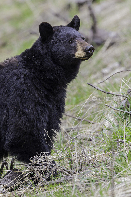 美国黑熊(Ursus americanus)是一种中等体型的熊，原产于北美，常见于黄石国家公园。男性的熊。